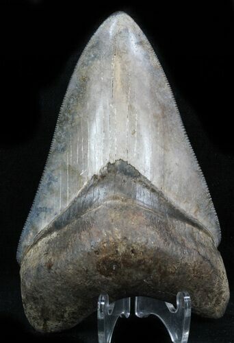 Serrated, Megalodon Tooth - Georgia #32922